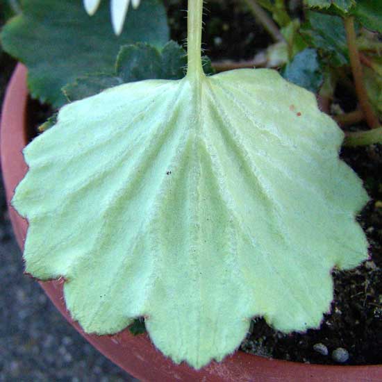 Cortusifolia Senoyuki-164