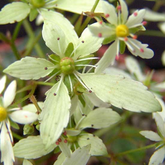 Cortusifolia Setomidori-167
