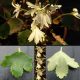 Cortusifolia Shiranami-0