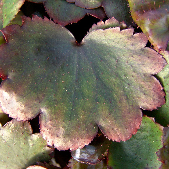 Cortusifolia Warmes Herz-208