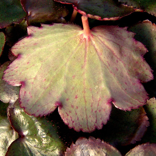 Cortusifolia Warmes Herz-209
