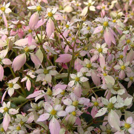 Cortusifolia Yunagi-226