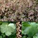 Cortusifolia Yunagi-0