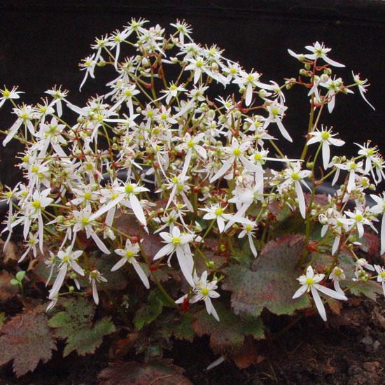 cortusifolia var. obtusocuneata Mt. Nachi-256
