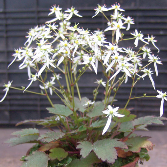 cortusifolia var. obtusocuneata Mt. Nachi-258