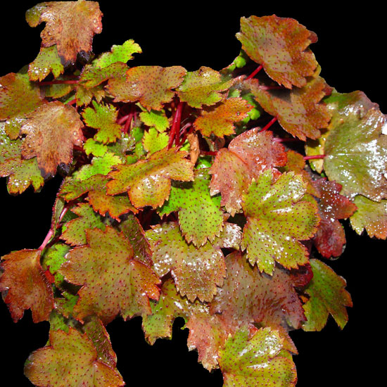 cortusifolia var. obtusocuneata Mt. Nachi-259