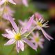 cortusifolia var. obtusocuneata Mt. Nachi Rosa JP-0