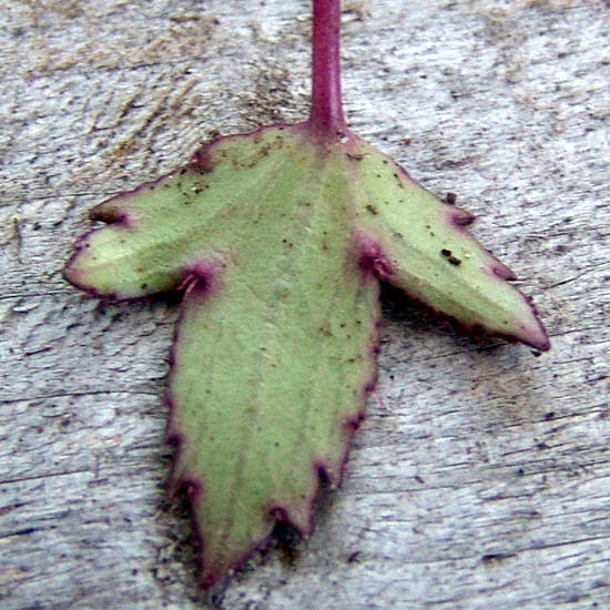 cortusifolia var. obtusocuneata Pink Cloud-268