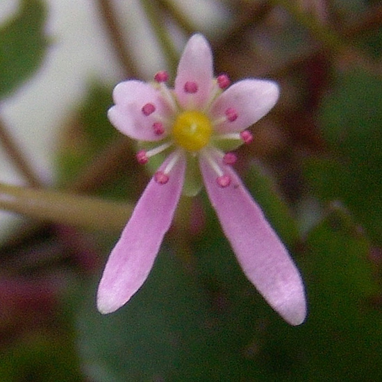 cortusifolia var. obtusocuneata Pink Haze-270