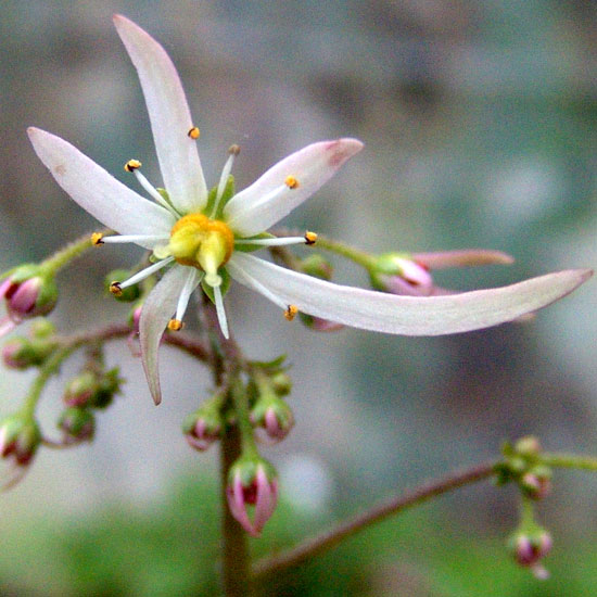 cortusifolia var. patitia-274