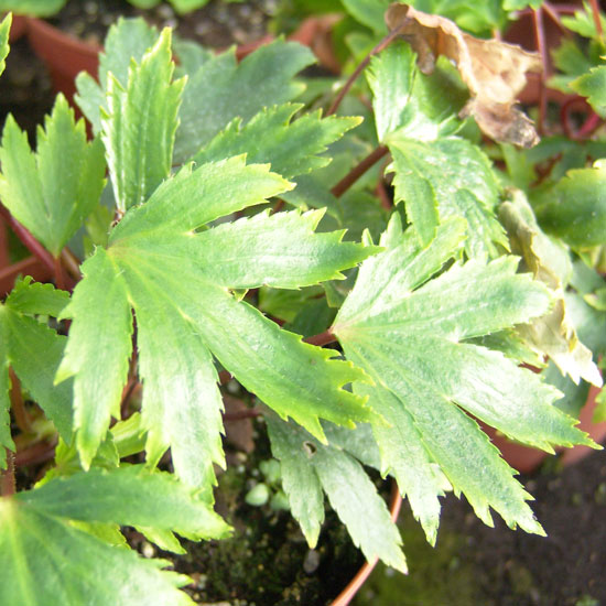 cortusifolia var. patitia-275