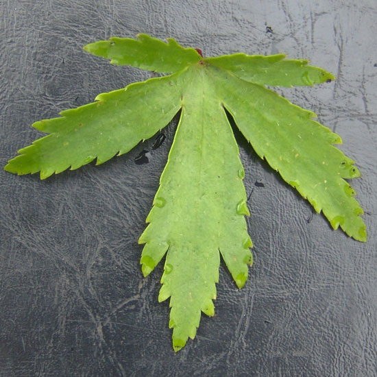 cortusifolia var. patitia-276