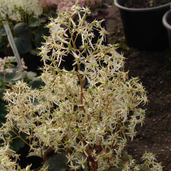 cortusifolia var. fortunei Maigrün-237