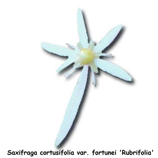 cortusifolia var. fortunei Rubrifolia-302