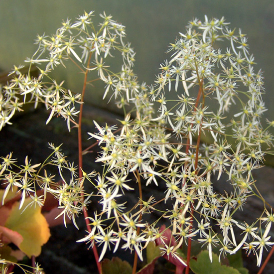 cortusifolia var. fortunei Sternenschleier JP-0