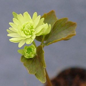 thalictroides Green Double-0