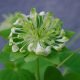 thalictroides Green Hurricane-0
