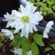 thalictroides White Spray JP-0