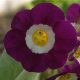 x auricula Eventide-0
