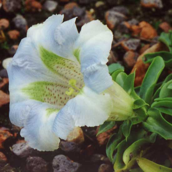 angustifolia Lichtblau -2259