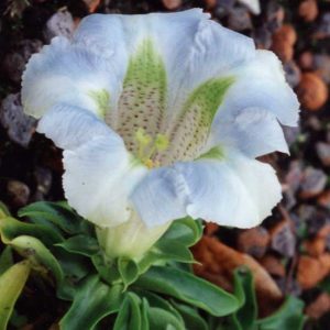angustifolia Lichtblau -0
