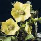 x orientalis ' SP Sally ' -0