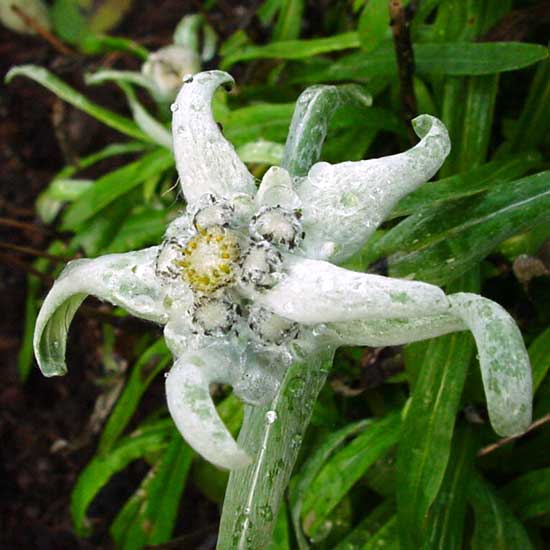 alpinum ssp. parmiricum-0