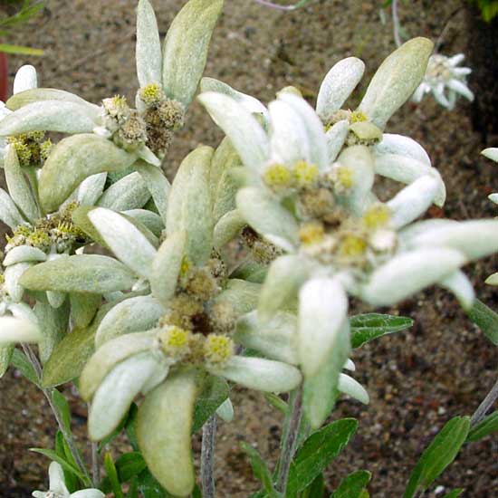alpinum ssp. parmiricum-1223