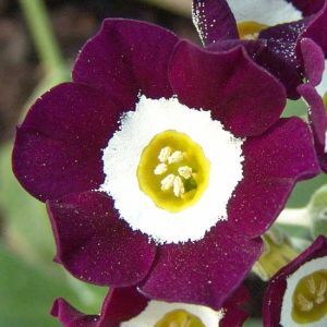 x auricula Martin Luther King-0