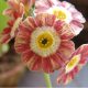 x auricula ' Blush Baby '-0