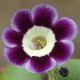 x auricula ' Cobden Meadow '-0