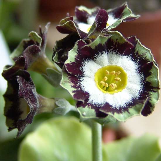 x auricula ' Colonel Champneys '-2000