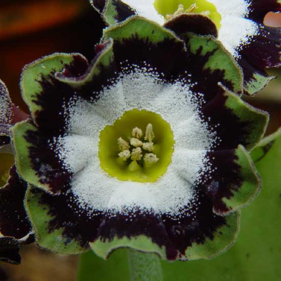 x auricula ' Colonel Champneys '-0