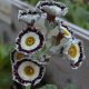 x auricula Conservative-0