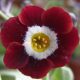 x auricula Dales Red-0