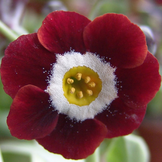 x auricula Dales Red-0