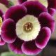 x auricula ' Dawn '-0