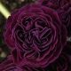 x auricula Doublure-0