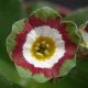 x auricula ' Douglas Green '-0