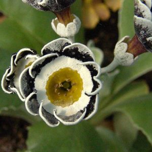 x auricula Dovedale-0