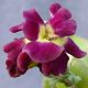 x auricula Early Sunrise-0