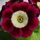 x auricula ' Elsie May '-0