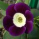 x auricula ' Falaraki '-0