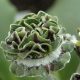 x auricula Fiddlers Green-0