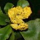 x auricula Forest Lemon-0