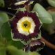 x auricula ' Frank Taylor '-0