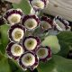 x auricula Frosty-0