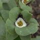 x auricula Geldersome Green-0