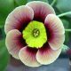 x auricula ' Generosity '-0