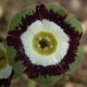 x auricula Gild Green-0